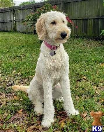 Goldendoodles female dog